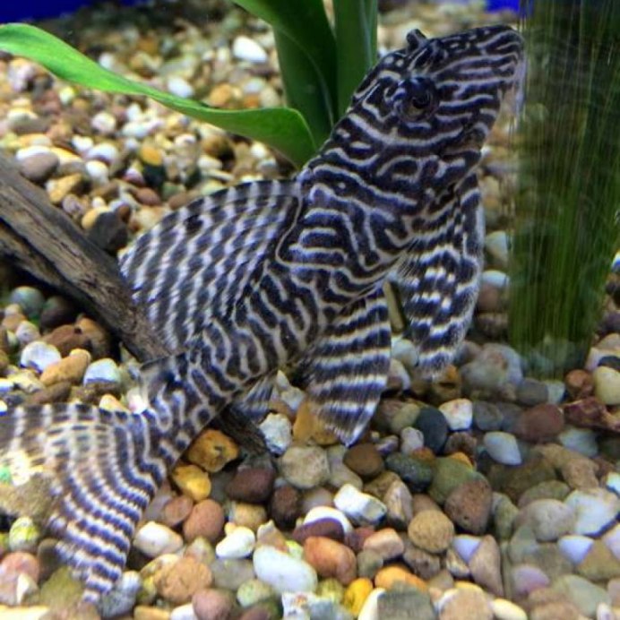 Panaqolus albivermis