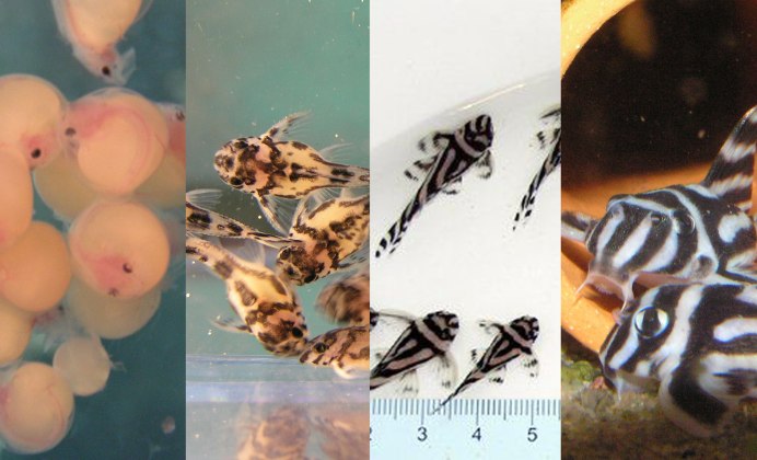 Scobinancistrus SP. L-082