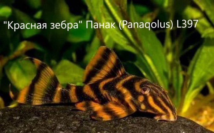 Panaqolus SP. L397