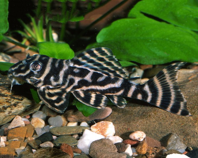 Panaqolus SP. L397