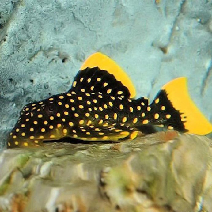 L-260 Hypancistrus l260 Queen Arabesque