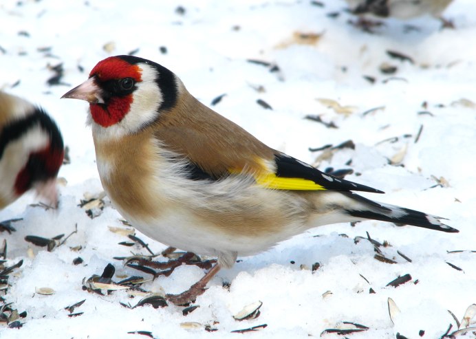 Щегол (Carduelis Carduelis)