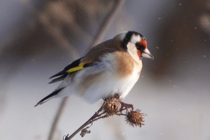 Щегол черноголовый Carduelis Carduelis