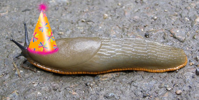 Ariolimax columbianus