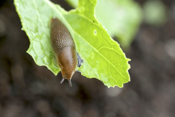 Arion vulgaris СЛИЗЕНЬ