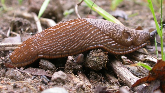 СЛИЗЕНЬ Limax Maximus леопардовый
