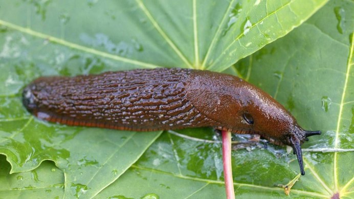 Arion lusitanicus слизняки