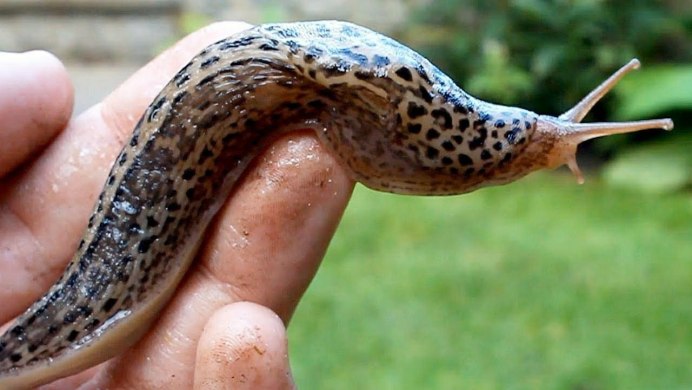 Улитка-лимацида Bielzia coerulans