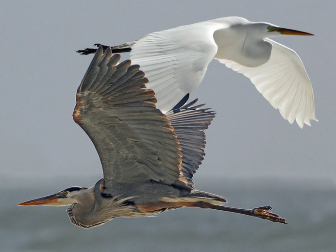 Heron Аист