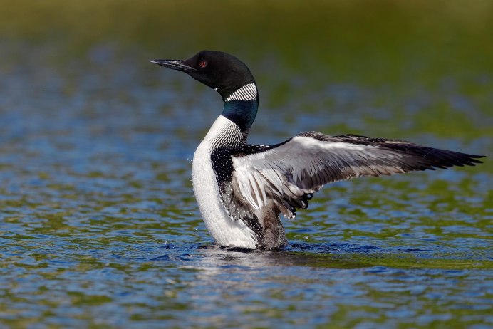 Гагара чернозобая (Gavia Arctica)