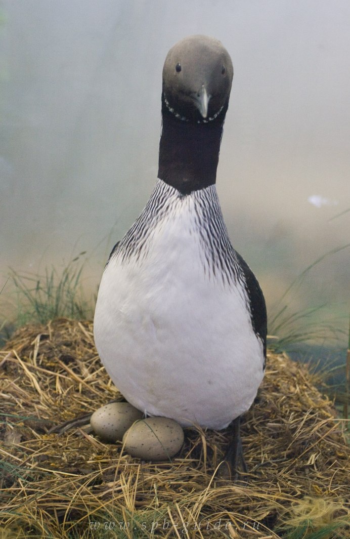 Белоклювая гагара Gavia adamsii