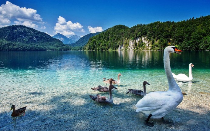 Хохлатая водоплавающая птица