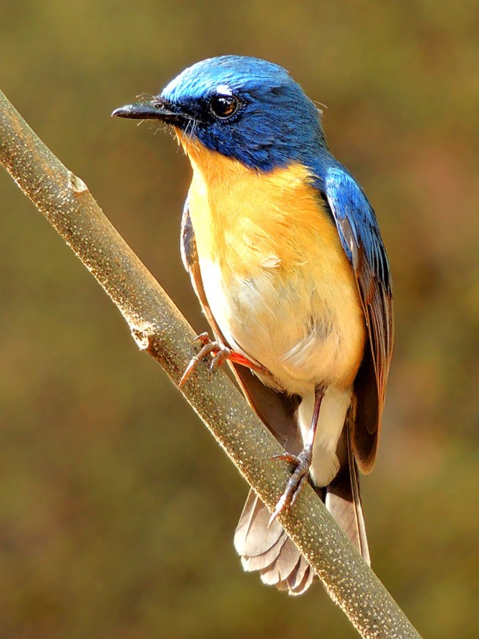 Cyanoptila cyanomelana