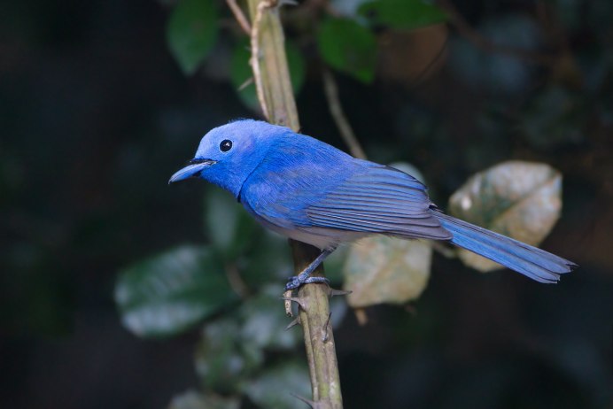 Luscinia cyane
