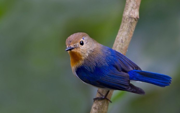 Синяя мухоловка Cyanoptila cyanomelana