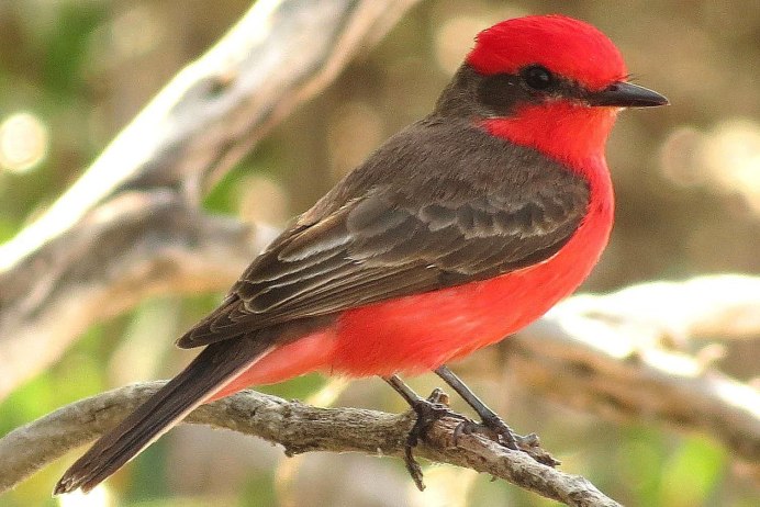 Cyanoptila cyanomelana