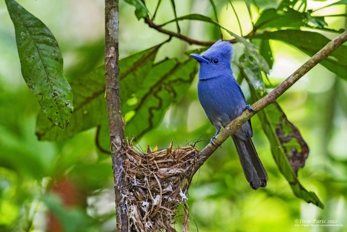 Ультрамариновая мухоловка (Ficedula superciliaris)