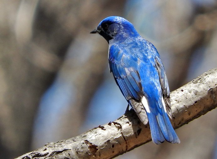 Ультрамариновая мухоловка (Ficedula superciliaris)