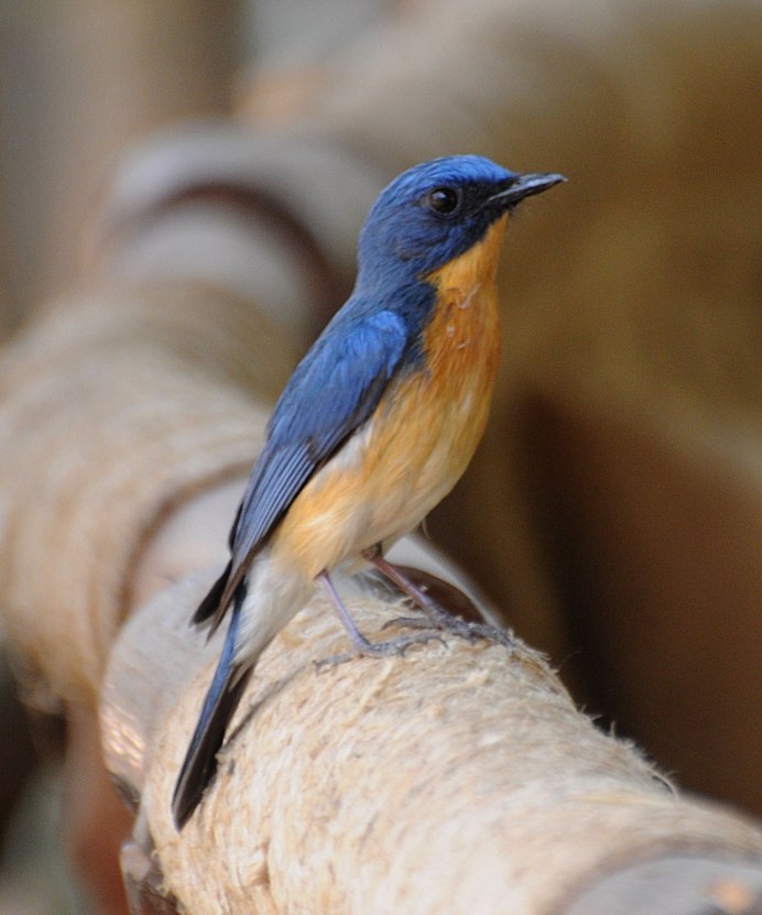 Cyanoptila cyanomelana