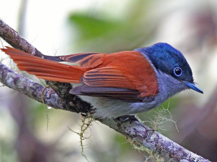 Tickell's Blue Flycatcher