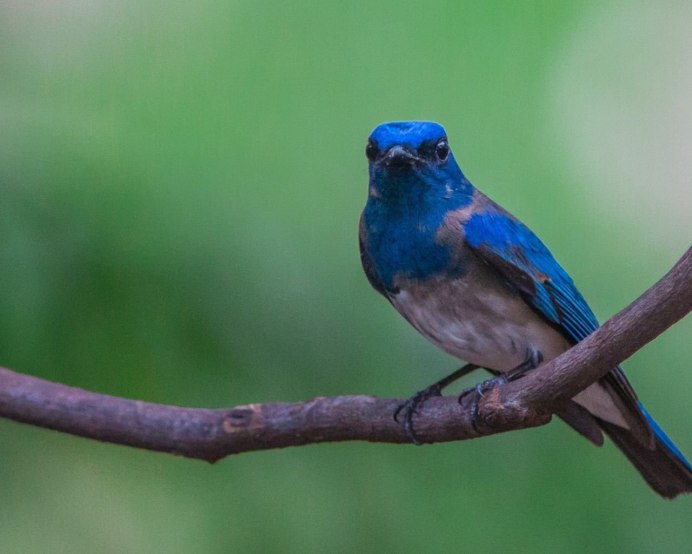 Cyanoptila cyanomelana