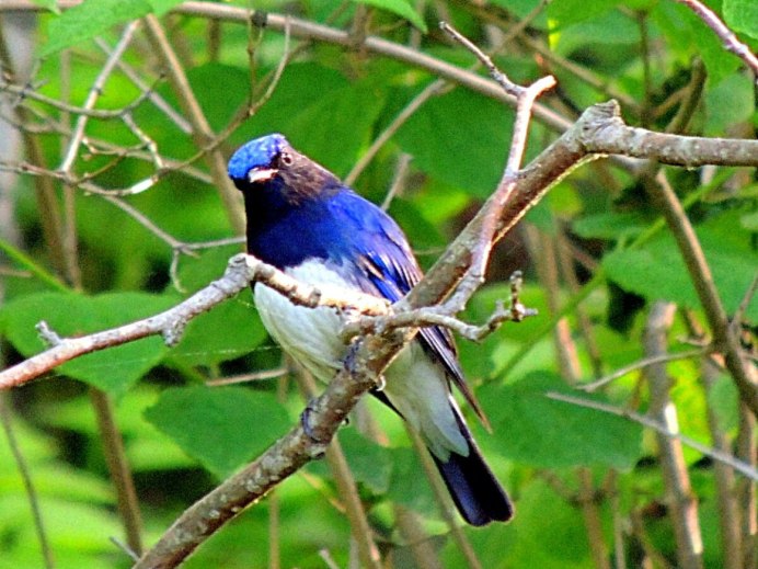 Cyanoptila cyanomelana