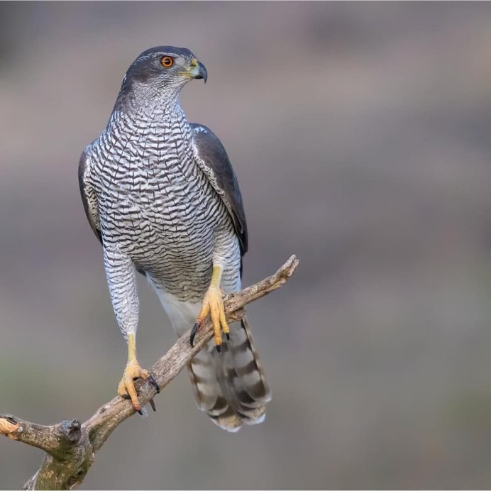 Ястреб - тетеревятник (Accipiter gentilis)