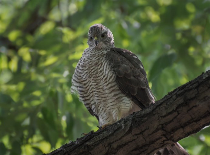 Ястреб - тетеревятник (Accipiter gentilis)