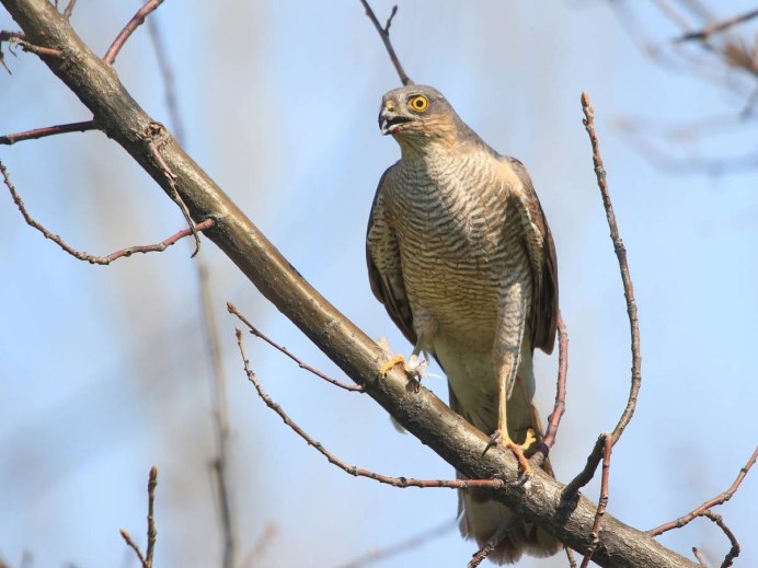 Accipiter nisus перепелятник
