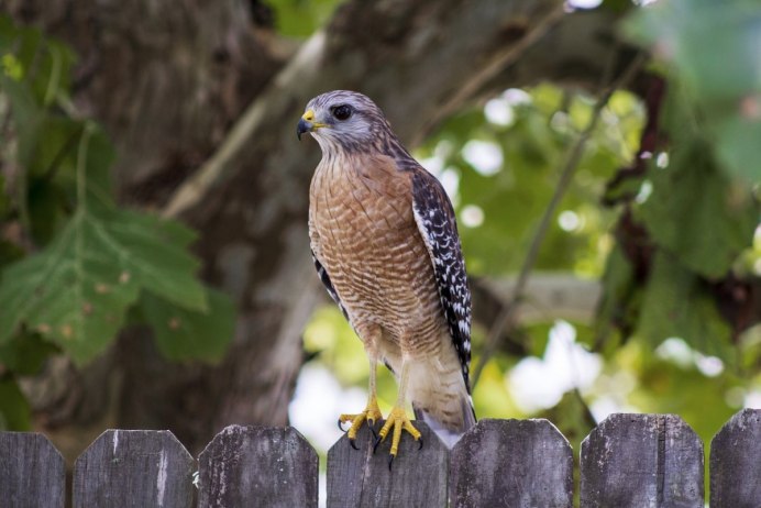 Accipiter nisus перепелятник