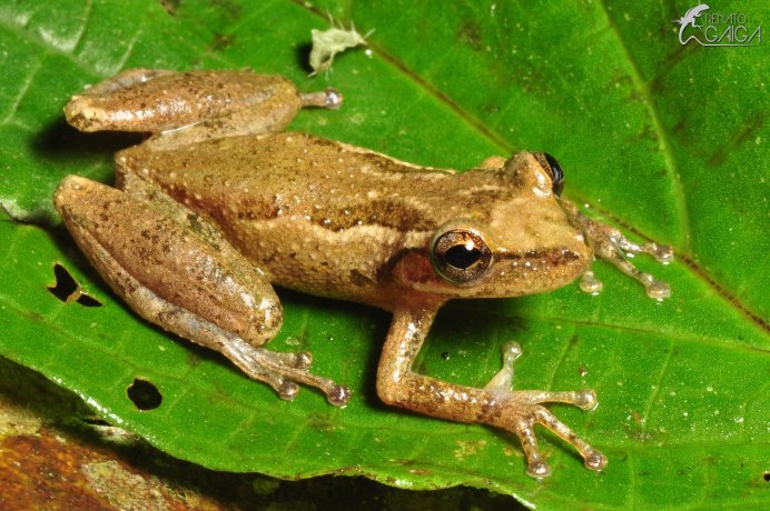 Австралийских сумчатых квакш