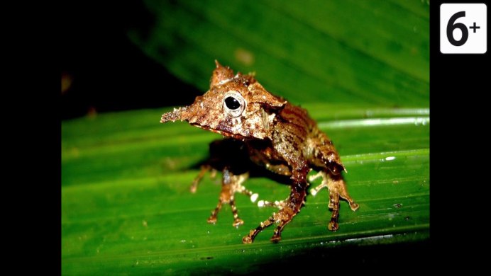 Яркоглазая квакша