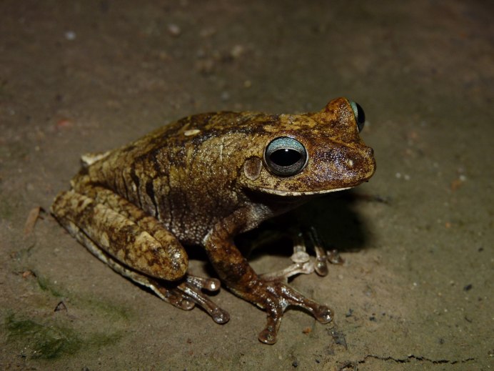 Сумчатая квакша