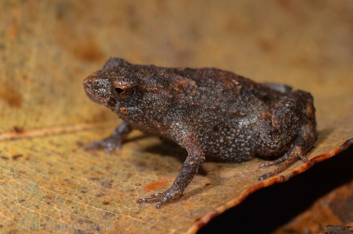 Древние Насекомоядные млекопитающие