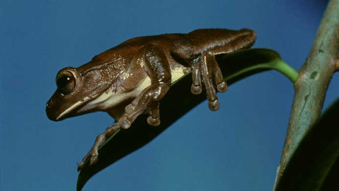 Обыкновенная жаба-повитуха