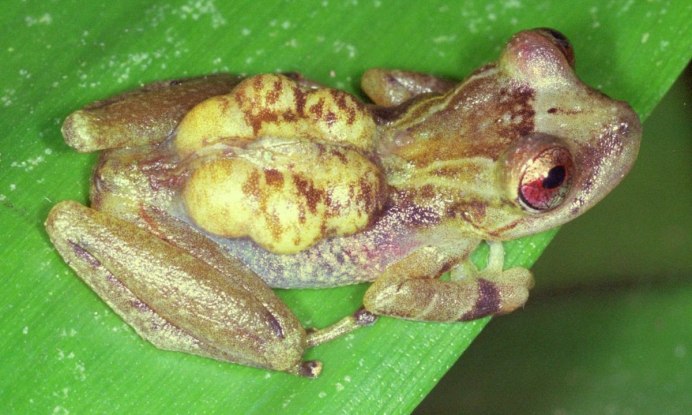 Рогатая сумчатая лягушка