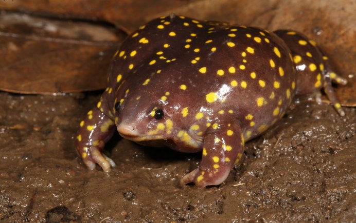 Пятнистохвостатая сумчатая куница