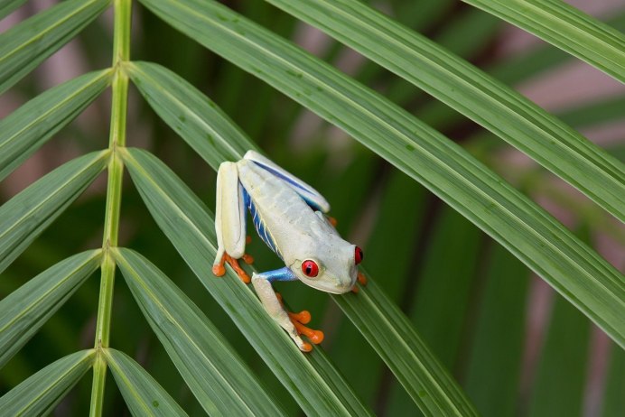 Лягушка сумчатая квакша