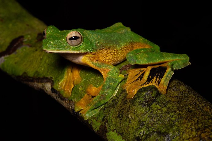 Сумчатые животные опоссум