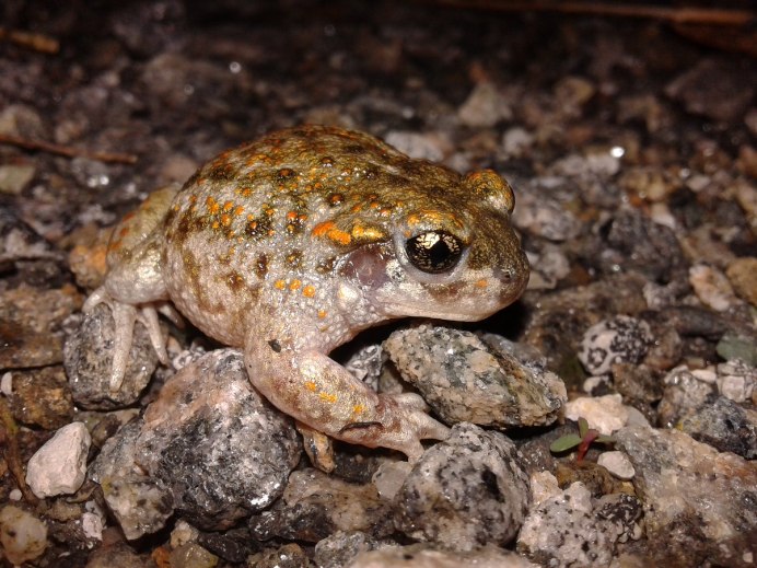 Жаба щитковая обыкновенная