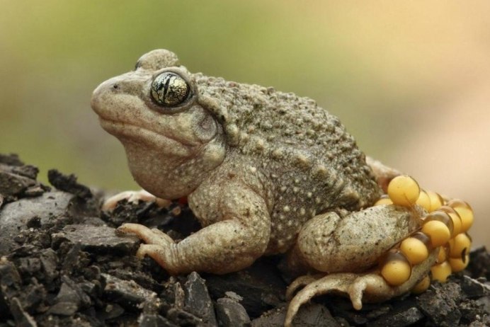 Австралийских сумчатых квакш