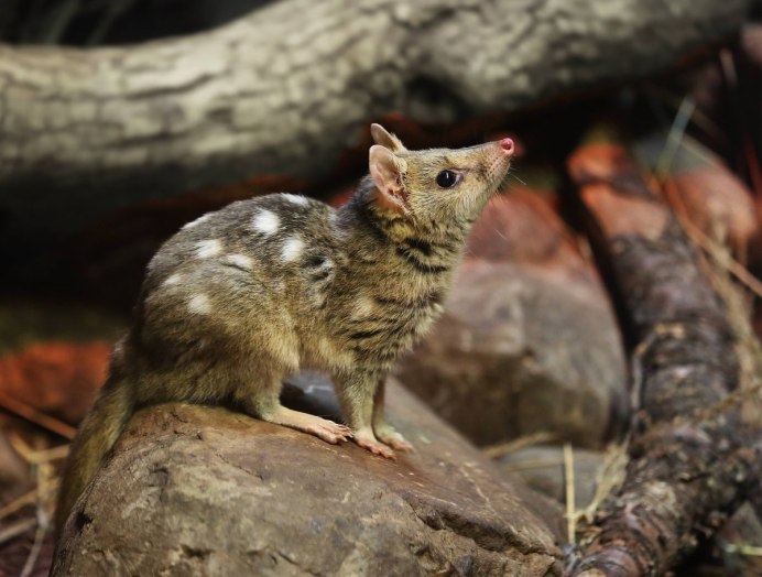 Домовый веслоног