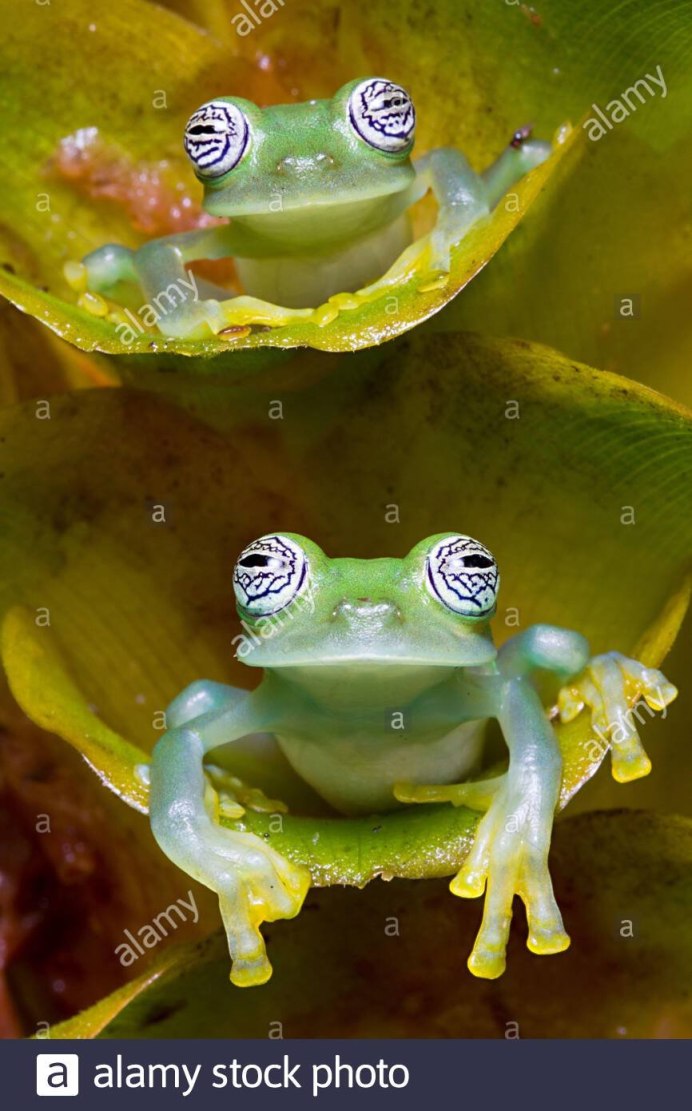 Колорадская жаба