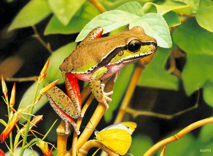 Сумчатая квакша