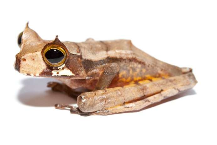 Лягушка Арлекин квакша