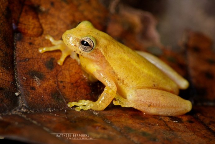 Hemiphractus scutatus