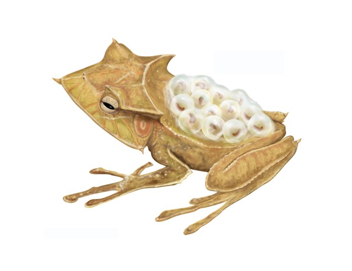 Gastrotheca marsupiata