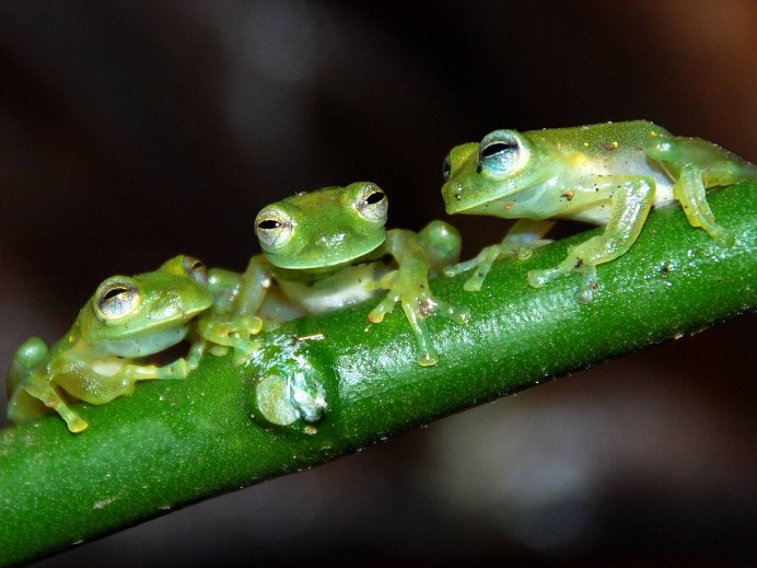 Квакша Сибирская