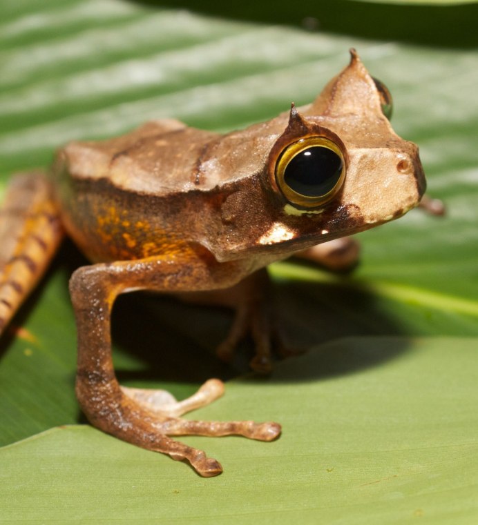 Лягушка сумчатая квакша