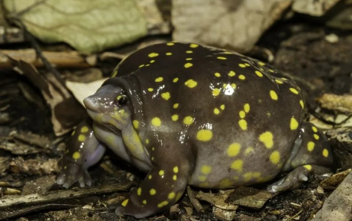 Австралийских сумчатых квакш